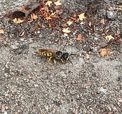 Philanthus triangulum