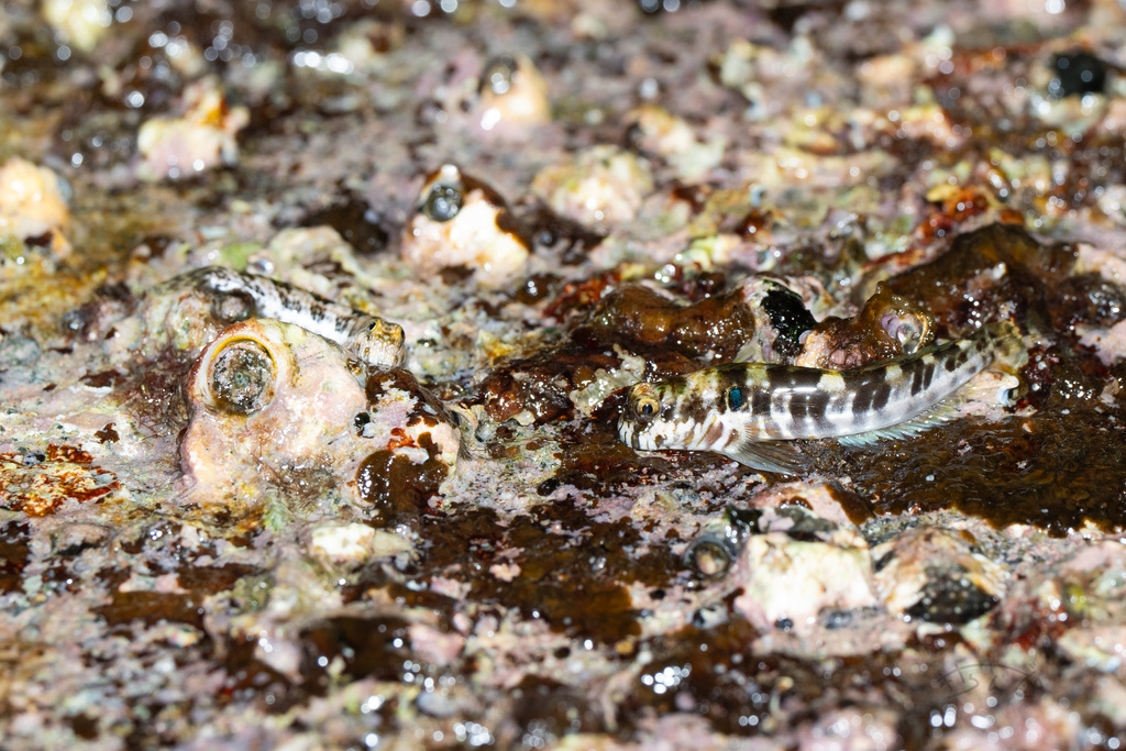 Barredtail Blenny