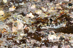 Barredtail Blenny photo 1