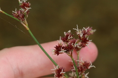 Juncus militaris