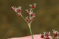 Juncus militaris