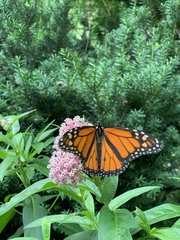 Danaus plexippus