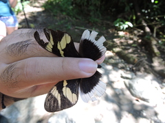 Heliconius eleuchia