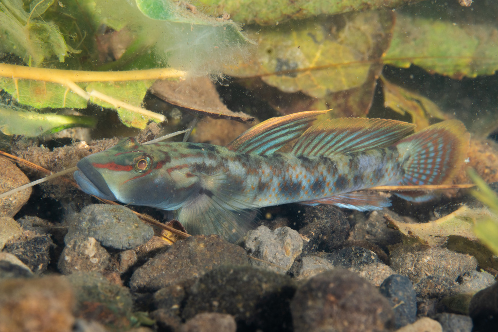 Ogasawara Freshwater Goby