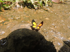 Heterusia