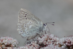 Satyrium semiluna