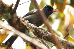 Hypsipetes madagascariensis