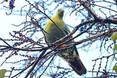 Treron australis