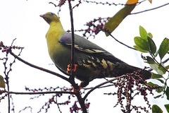 Treron australis