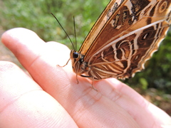 Morpho rhodopteron