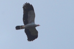 Polyboroides radiatus