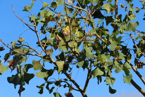 Image of Erythrina vespertilio by (c) Greg Tasney, some rights reserved (CC BY-SA)