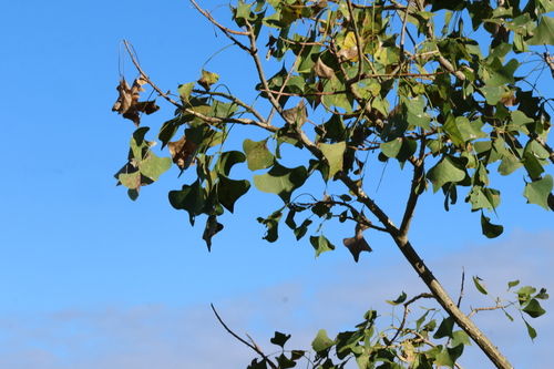 Image of Erythrina vespertilio by (c) Greg Tasney, some rights reserved (CC BY-SA)