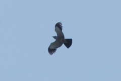 Leptosomus discolor discolor