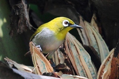 Zosterops maderaspatanus