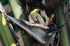 Zosterops maderaspatanus