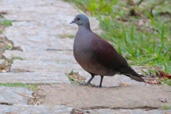 Nesoenas picturatus