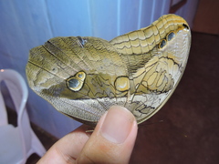 Eryphanis automedon