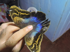 Eryphanis