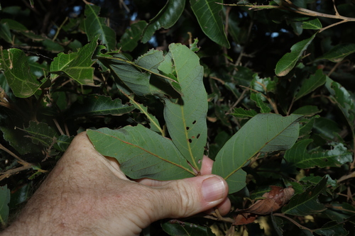 Image of Alectryon connatus by (c) Greg Tasney, some rights reserved (CC BY-SA)