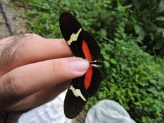 Heliconius clysonymus clysonymus