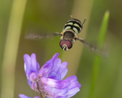 Megasyrphus laxus image