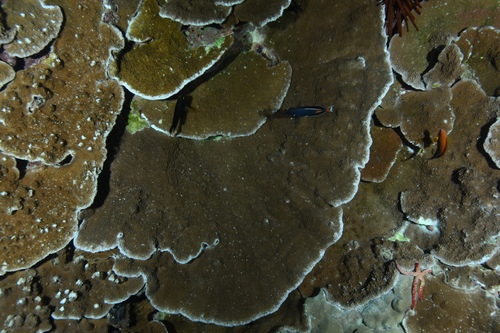 Acropora cytherea observed 2025-02-26