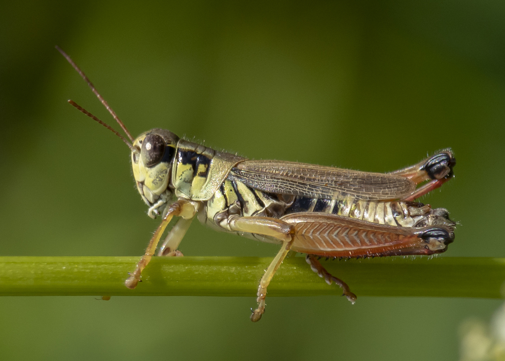 Northern Spur-throat Grasshopper (Orthoptera of Iowa) · iNaturalist