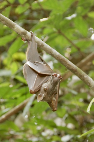 Hammer-headed Fruit Bat