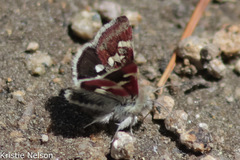 Heliothodes diminutiva