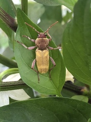 Xylotrechus insignis