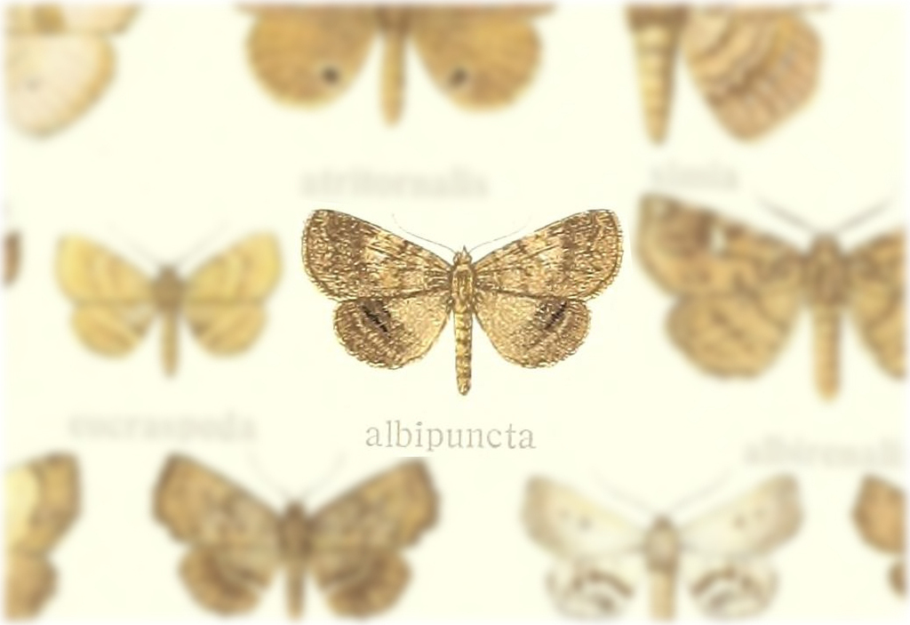 Pangrapta albipuncta
