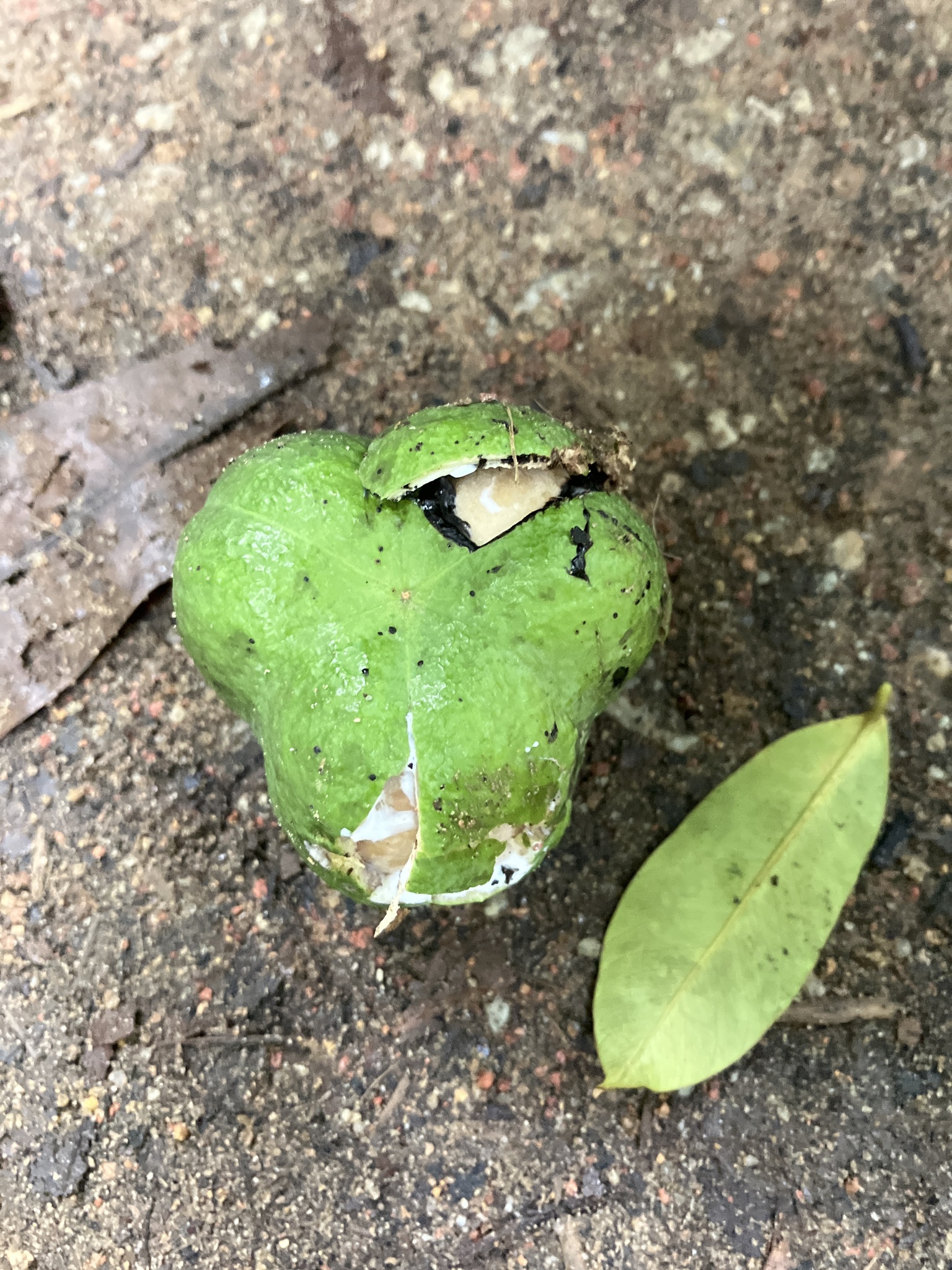 Imagem de Seringueira