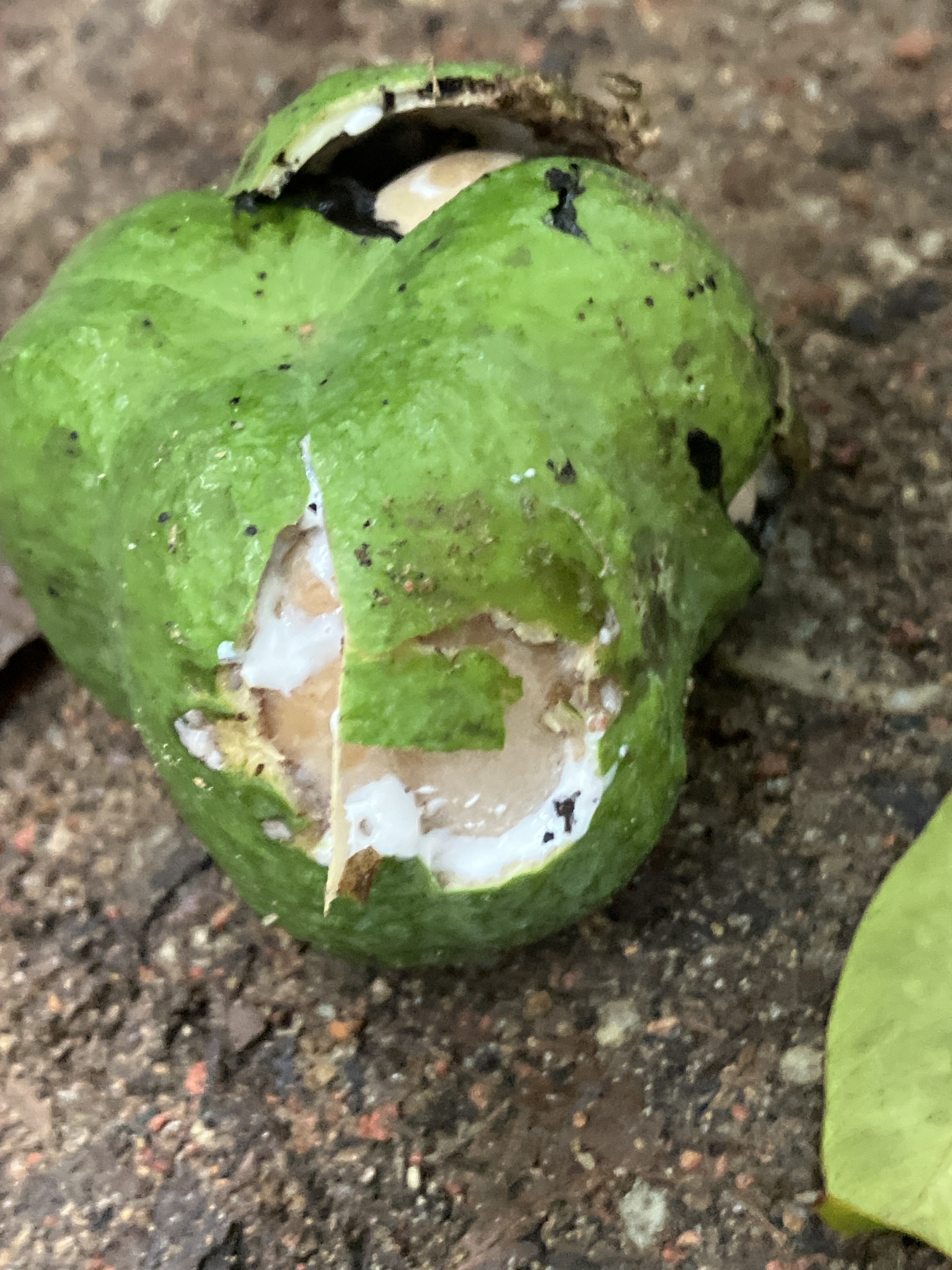 Imagem de Seringueira