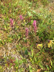 Castilleja elegans