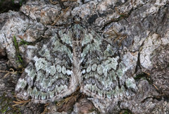 Hydriomena renunciata