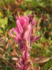 Castilleja elegans