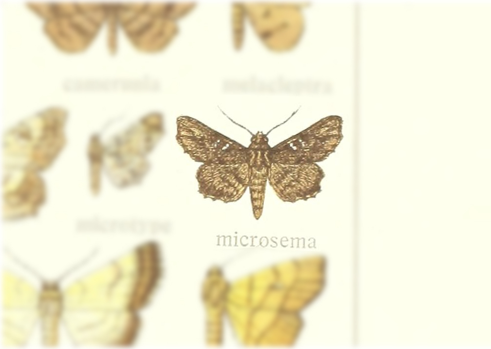 Egnasia microsema