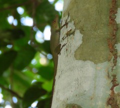 Anolis punctatus