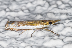 Crambus sperryellus