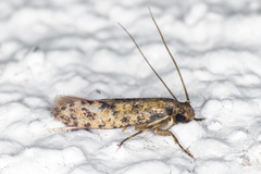 Haplotinea insectella