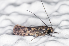 Haplotinea insectella