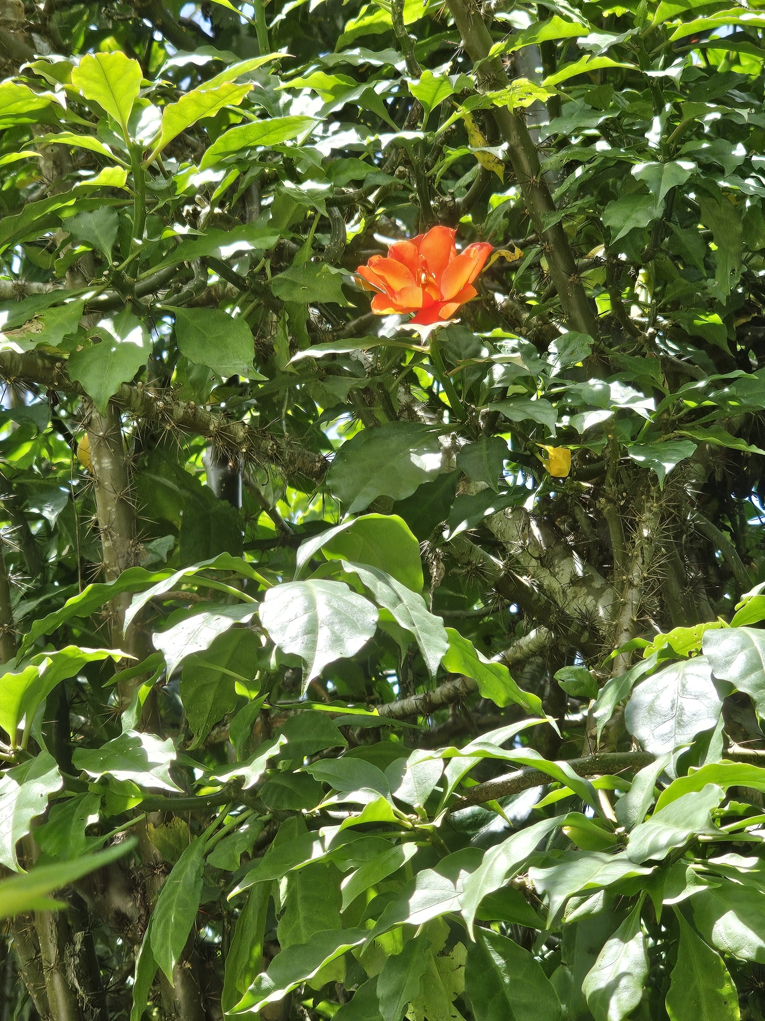 Imagem de Rosa-de-pedra