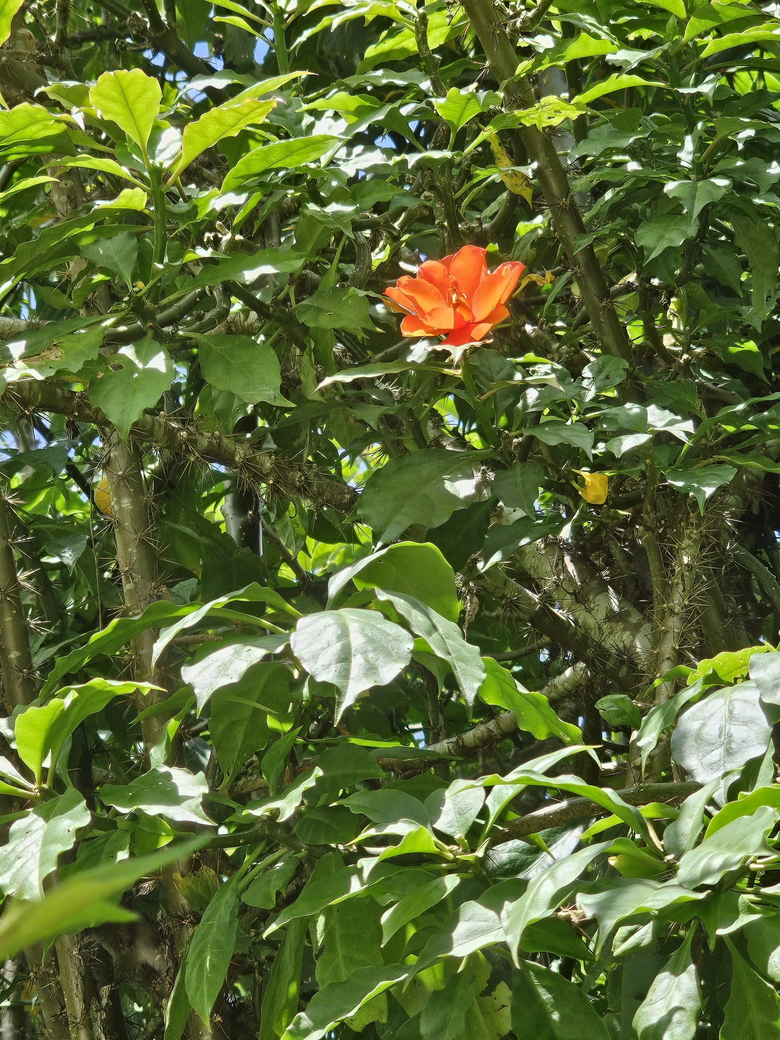 Imagem de Rosa-de-pedra