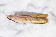 Mesophleps adustipennis