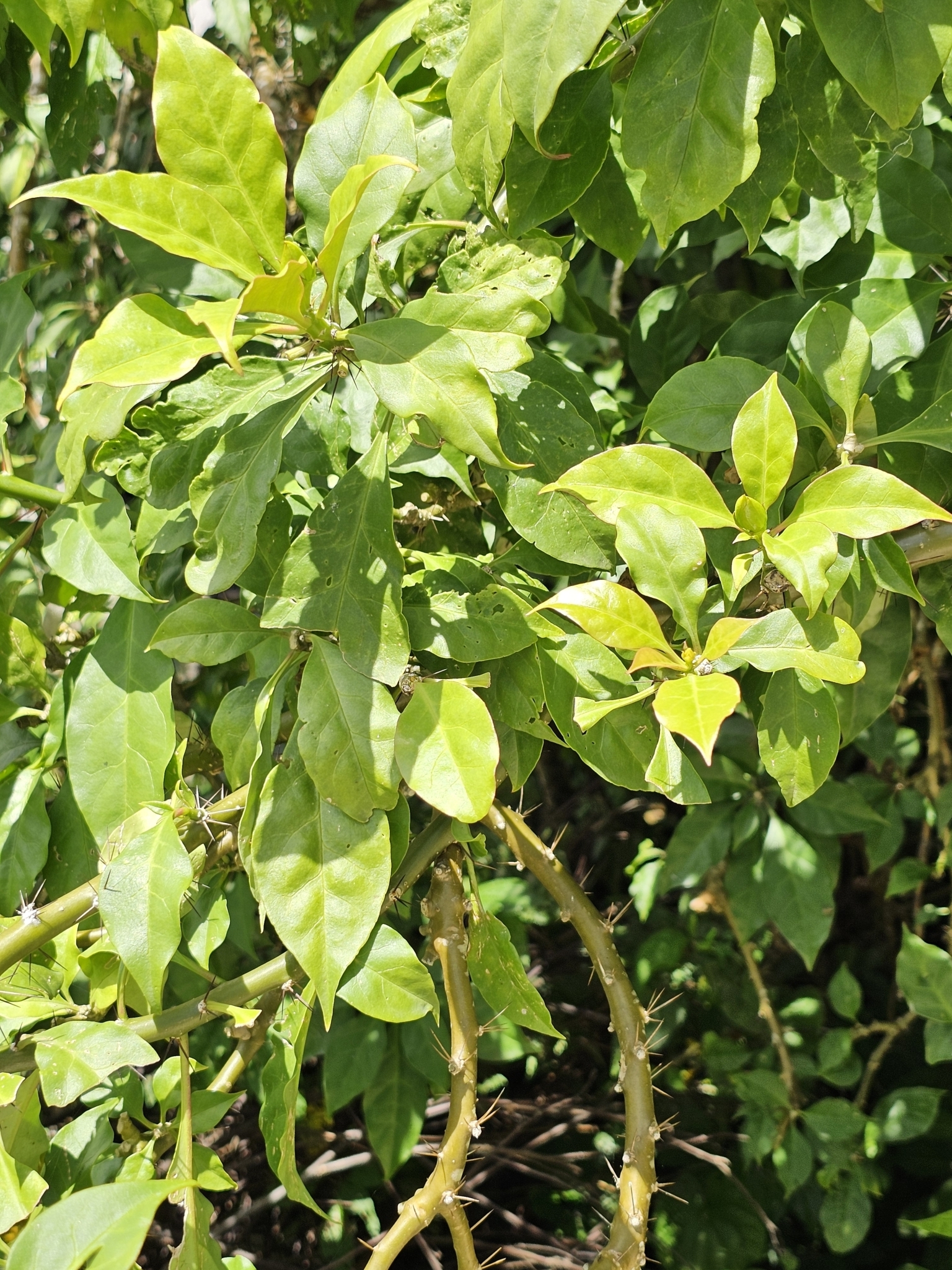 Imagem de Rosa-de-pedra