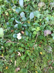 Cardamine microphylla