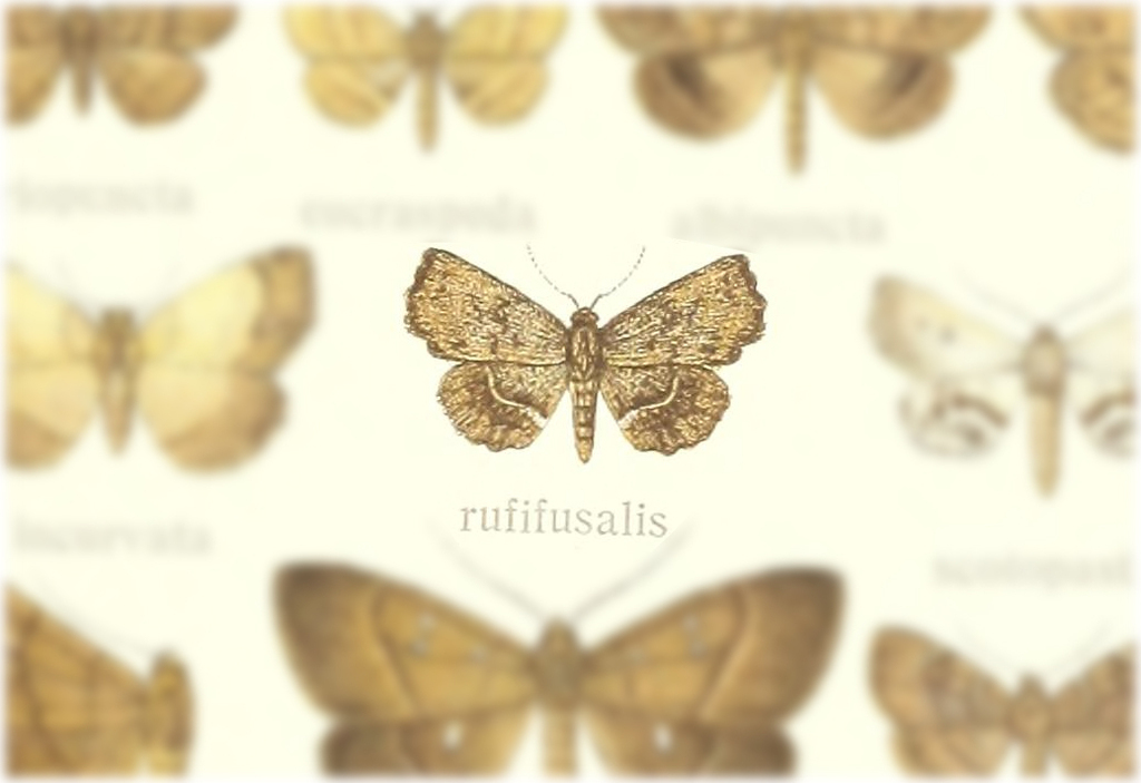 Egnasia rufifusalis
