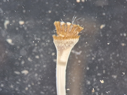 Hydroides dirampha observed 2025-01-10