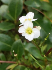Cardamine microphylla
